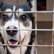 Capture decran 2026 01 03 003223 &laquo; C&rsquo;est d&eacute;gueulasse &raquo; : un homme abandonne son chien dans un train en l&rsquo;attachant &agrave; un si&egrave;ge