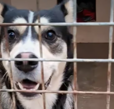 Capture decran 2026 01 03 003223 &laquo; C&rsquo;est d&eacute;gueulasse &raquo; : un homme abandonne son chien dans un train en l&rsquo;attachant &agrave; un si&egrave;ge