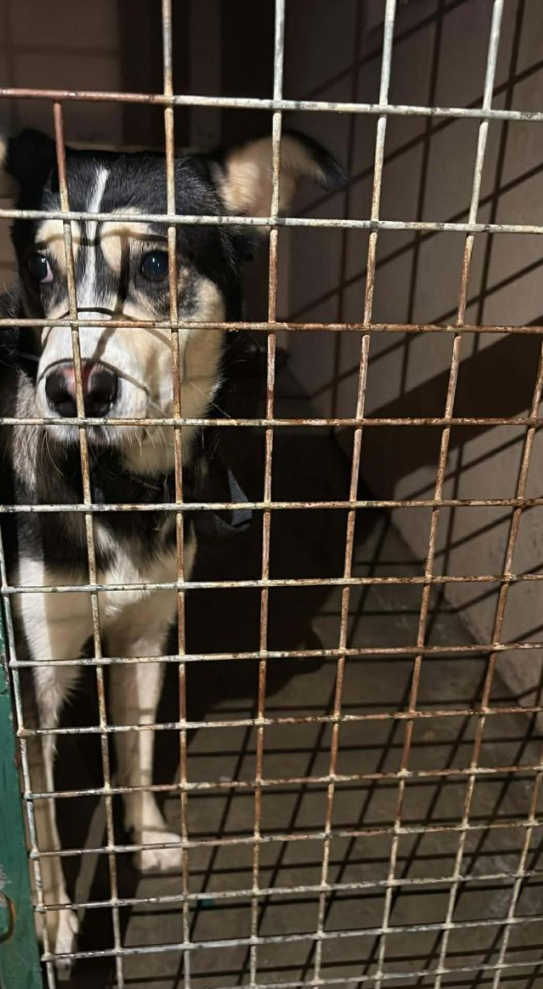 Capture decran 2026 01 03 003230 &laquo; C&rsquo;est d&eacute;gueulasse &raquo; : un homme abandonne son chien dans un train en l&rsquo;attachant &agrave; un si&egrave;ge