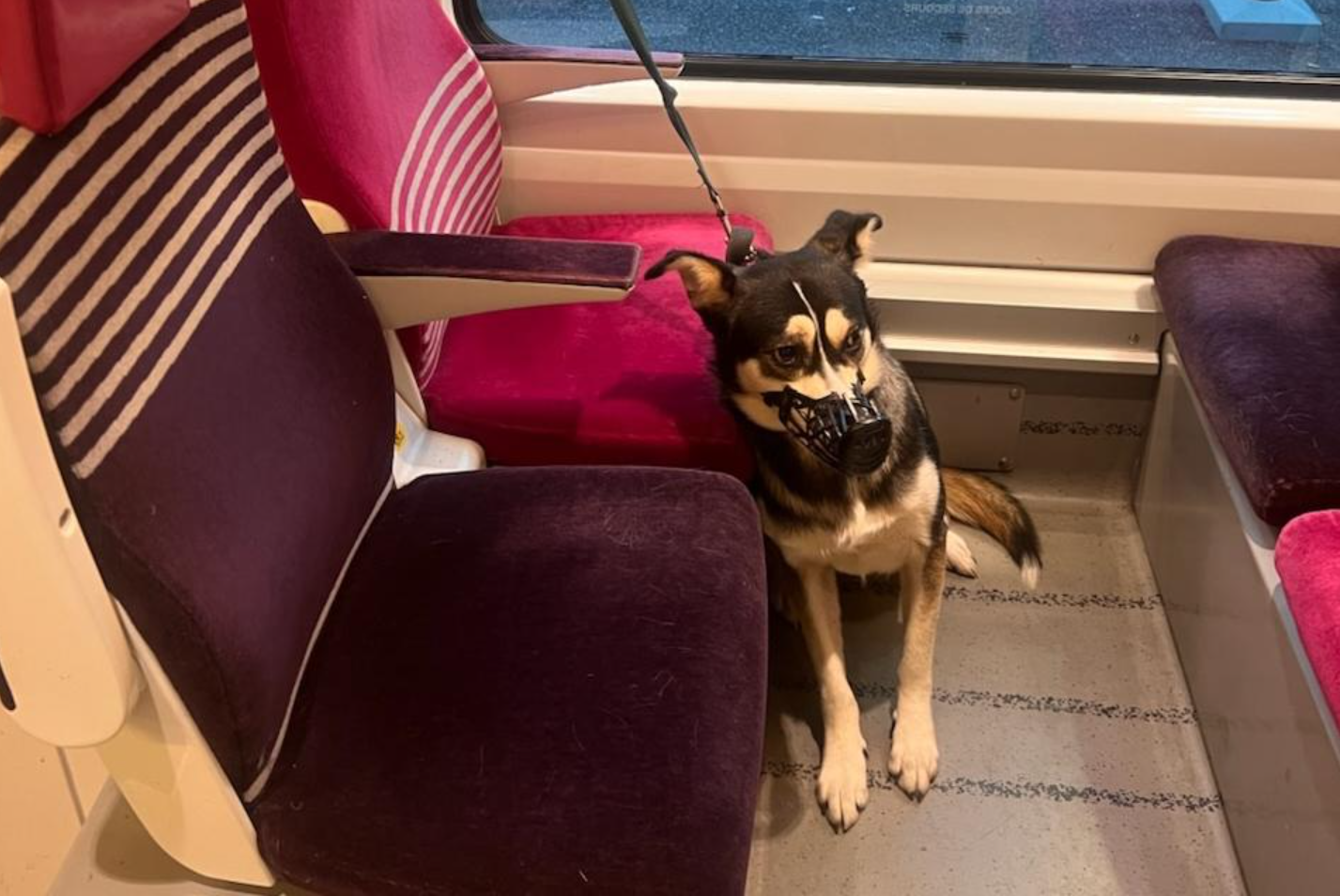 Capture decran 2026 01 03 003242 &laquo; C&rsquo;est d&eacute;gueulasse &raquo; : un homme abandonne son chien dans un train en l&rsquo;attachant &agrave; un si&egrave;ge