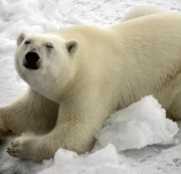 Attaque rarissime : un ours polaire blesse une famille, dont un enfant 2 Attaque rarissime : un ours polaire blesse une famille, dont un enfant Capture decran 2026 01 06 193836 Attaque rarissime : un ours polaire blesse une famille, dont un enfant