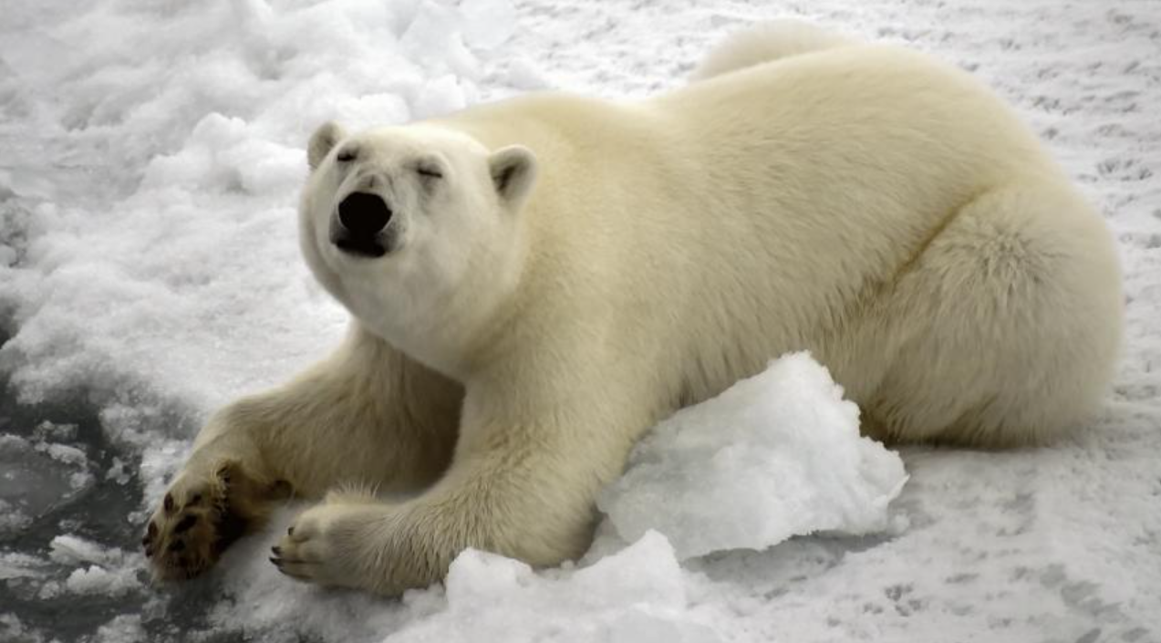 Attaque rarissime : un ours polaire blesse une famille, dont un enfant 1 Attaque rarissime : un ours polaire blesse une famille, dont un enfant Capture decran 2026 01 06 193836 Attaque rarissime : un ours polaire blesse une famille, dont un enfant