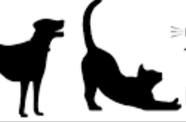 Capture decran 2026 01 08 000542 Adieu aux pipis de chiens et chats avec ce rem&egrave;de maison naturel 🌿