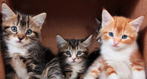 Capture decran 2026 01 30 125510 Les multiples bienfaits d'avoir un chat &agrave; la maison