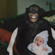 Capture le 2026 01 15 a 04.39.45 &laquo; Un chimpanz&eacute; a souri pr&egrave;s d&rsquo;un b&eacute;b&eacute;, avant d&rsquo;attaquer une femme et de lui d&eacute;chiqueter le visage et les doigts. &raquo;