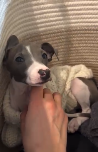 Capture le 2026 01 27 a 02.29.09 &Eacute;l&eacute;onore Lagac&eacute; craque et pr&eacute;sente son nouveau compagnon