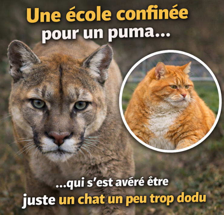 ChatGPT Image 1 janv. 2026 12 46 35 Une &eacute;cole confin&eacute;e pour un puma&hellip;qui s&rsquo;est av&eacute;r&eacute; &ecirc;tre juste un chat un peu trop dodu