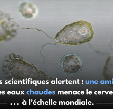 Naegleria fowleri : L’amibe « mangeuse de cerveau » inquiète les scientifiques 3 Naegleria fowleri : L’amibe « mangeuse de cerveau » inquiète les scientifiques ChatGPT Image 6 janv. 2026 23 39 48 Naegleria fowleri : L’amibe « mangeuse de cerveau » inquiète les scientifiques