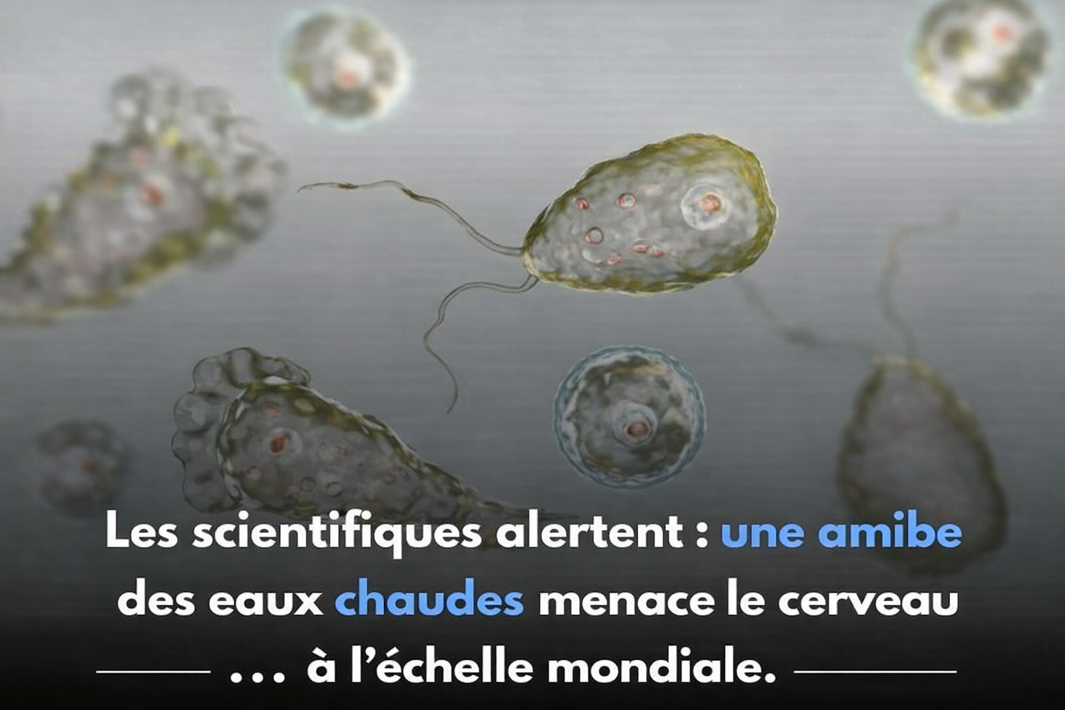 Naegleria fowleri : L’amibe « mangeuse de cerveau » inquiète les scientifiques 1 Naegleria fowleri : L’amibe « mangeuse de cerveau » inquiète les scientifiques ChatGPT Image 6 janv. 2026 23 39 48 Naegleria fowleri : L’amibe « mangeuse de cerveau » inquiète les scientifiques