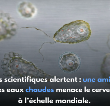ChatGPT Image 7 janv. 2026 13 51 34 Attention L&rsquo;amibe &laquo; mangeuse de cerveau &raquo; inqui&egrave;te les scientifiques