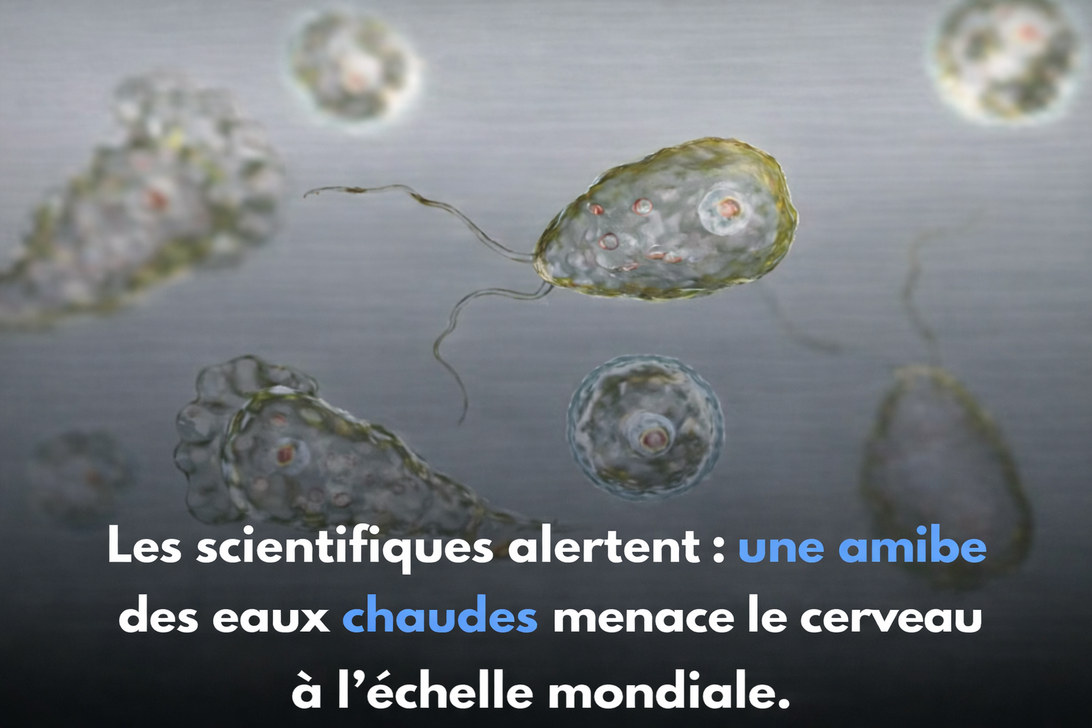 ChatGPT Image 7 janv. 2026 13 51 34 Attention L&rsquo;amibe &laquo; mangeuse de cerveau &raquo; inqui&egrave;te les scientifiques