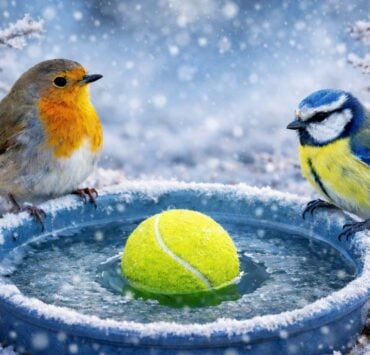 oiseaux e1767832307412 Cette simple balle de tennis peut aider les oiseaux &agrave; survivre en hiver