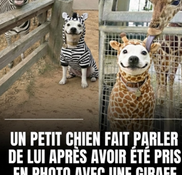 Capture decran 2026 02 02 123534 Ce petit chien fait fondre la toile en posant avec ses &laquo; jumeaux &raquo; sauvages