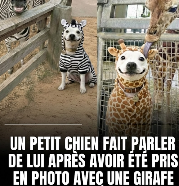 Capture decran 2026 02 02 123534 Ce petit chien fait fondre la toile en posant avec ses &laquo; jumeaux &raquo; sauvages