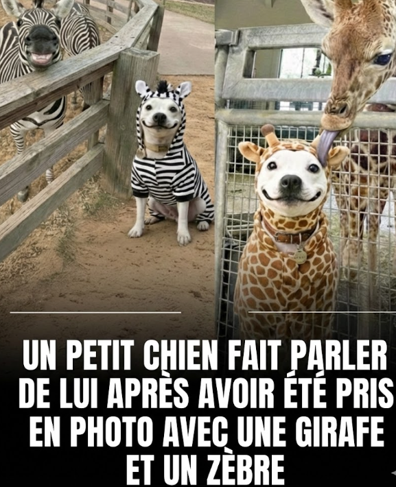 Capture decran 2026 02 02 123534 Ce petit chien fait fondre la toile en posant avec ses &laquo; jumeaux &raquo; sauvages