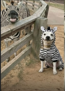 Capture decran 2026 02 02 124000 Ce petit chien fait fondre la toile en posant avec ses &laquo; jumeaux &raquo; sauvages