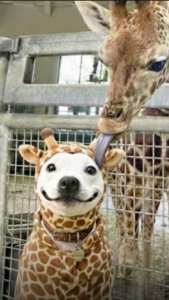 Capture decran 2026 02 02 124009 Ce petit chien fait fondre la toile en posant avec ses &laquo; jumeaux &raquo; sauvages