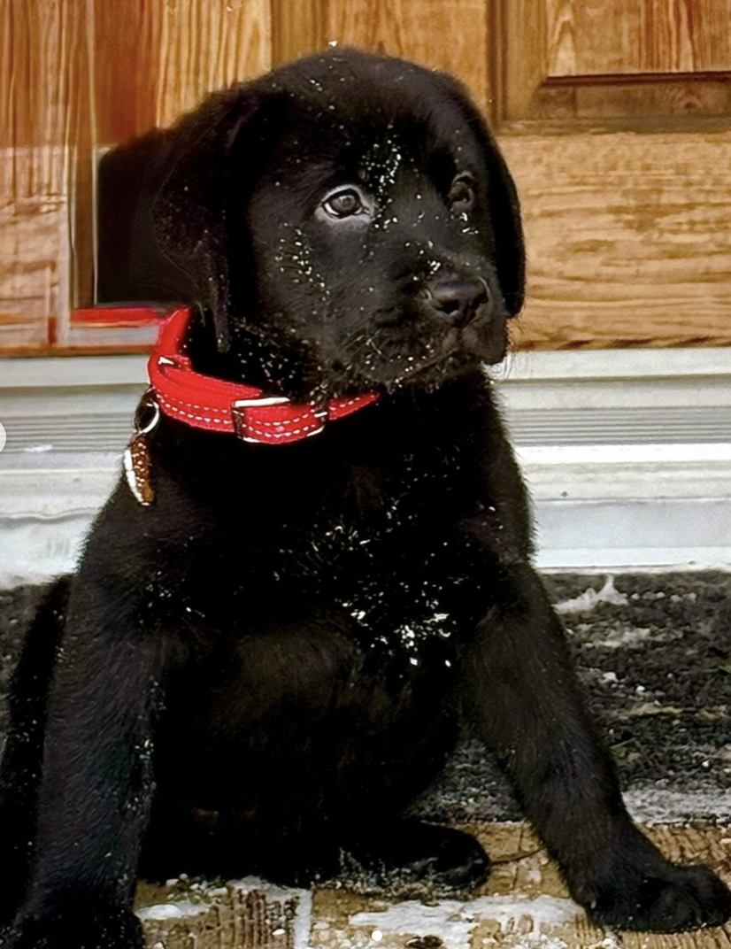 Capture decran le 2026 02 03 a 12.03.16 Patricia Paquin et Louis-Fran&ccedil;ois Marcotte agrandissent la famille&hellip;