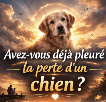 Capture decran le 2026 02 23 a 10.50.15 e1771863043875 Avez-vous d&eacute;j&agrave; pleur&eacute; la perte d&rsquo;un chien ?