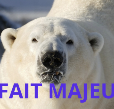 Capture le 2026 02 26 a 10.31.07 Choc au Zoo de St-F&eacute;licien : le d&eacute;part inattendu de Yell&eacute; l'ours blanc