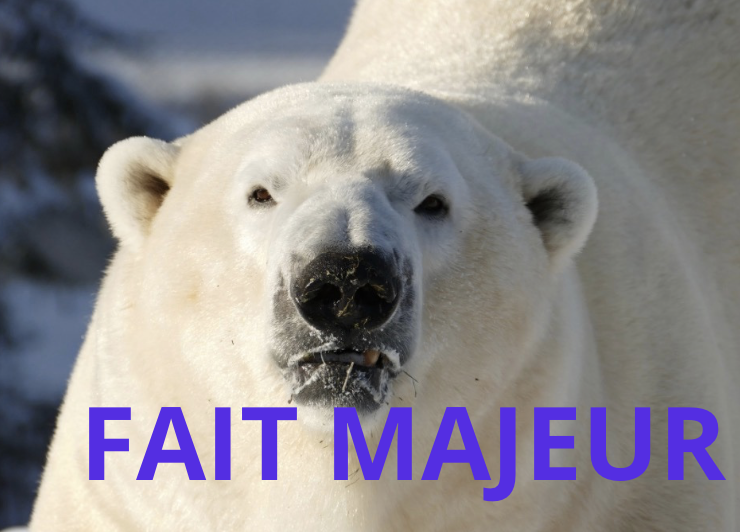 Capture le 2026 02 26 a 10.31.07 Choc au Zoo de St-F&eacute;licien : le d&eacute;part inattendu de Yell&eacute; l'ours blanc