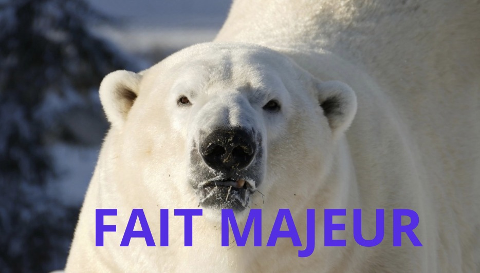 Choc au Zoo de St-Félicien : le départ inattendu de Yellé l'ours blanc 1 Choc au Zoo de St-Félicien : le départ inattendu de Yellé l'ours blanc Capture le 2026 02 26 a 10.31.07 Choc au Zoo de St-Félicien : le départ inattendu de Yellé l'ours blanc