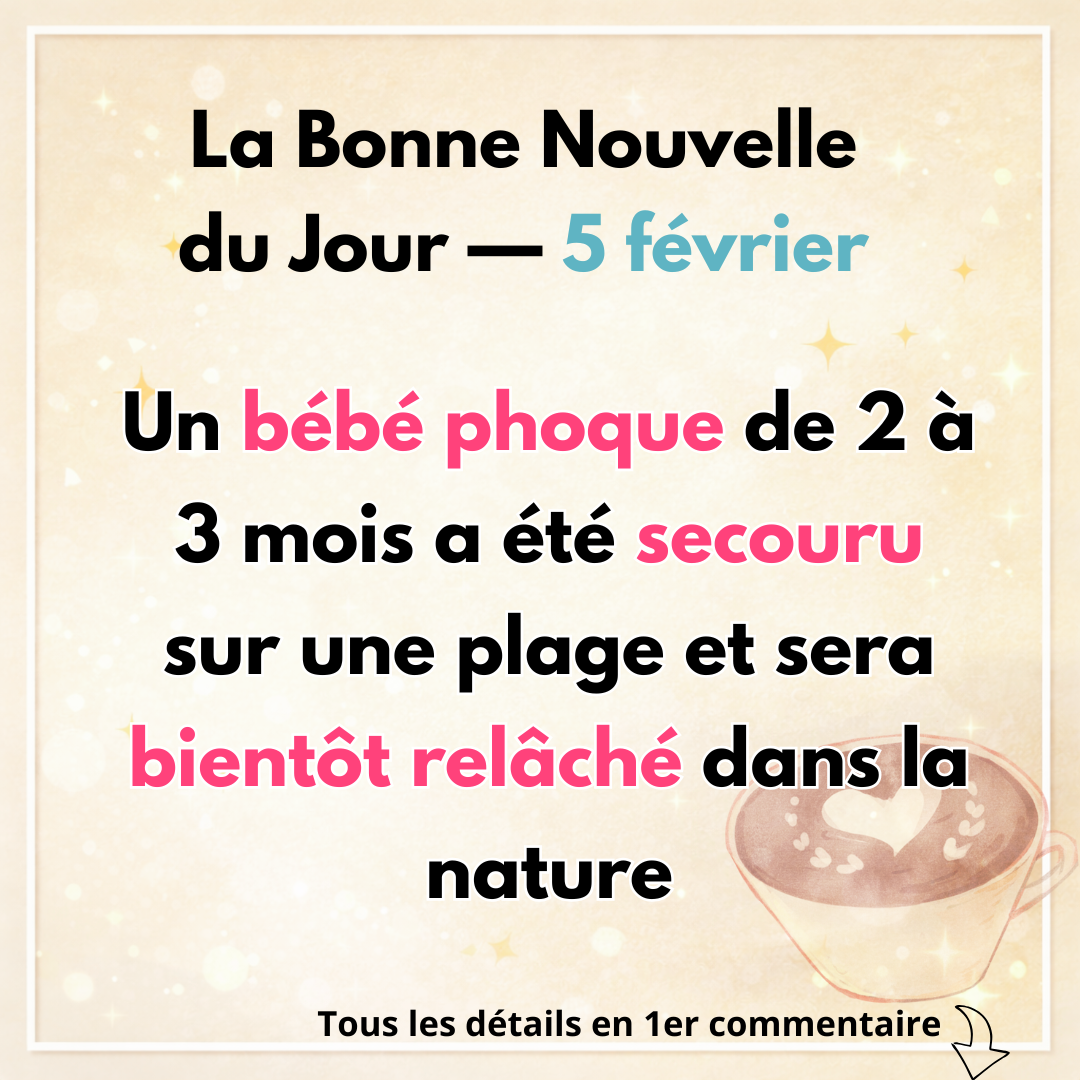 Votre Bonne Nouvelle du Jour 5 Un b&eacute;b&eacute; phoque de 2 &agrave; 3 mois a &eacute;t&eacute; secouru sur une plage et sera bient&ocirc;t rel&acirc;ch&eacute; dans la nature