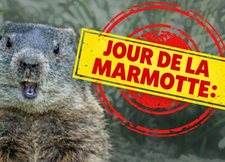 marmotte Verdict du Jour de la marmotte : printemps h&acirc;tif ou hiver prolong&eacute;?