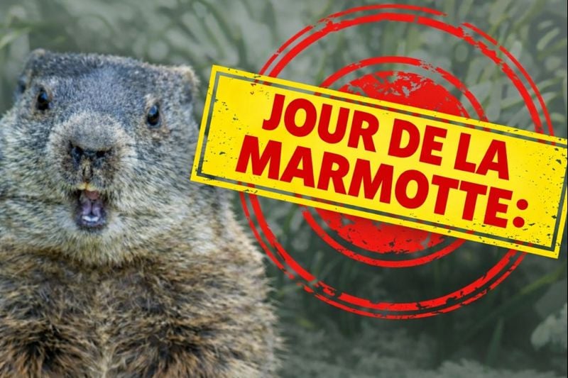 marmotte Verdict du Jour de la marmotte : printemps h&acirc;tif ou hiver prolong&eacute;?