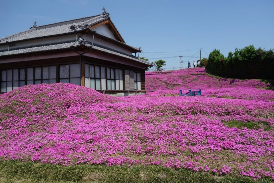 645337335 26386944240901522 6566406015486482943 n Il transforme son terrain en plantant des milliers de fleurs pour faire sourire sa femme devenue aveugle
