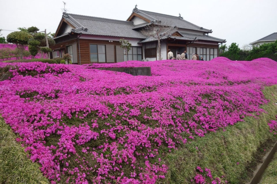 646365790 26384101404519139 5564906221679975083 n Il transforme son terrain en plantant des milliers de fleurs pour faire sourire sa femme devenue aveugle