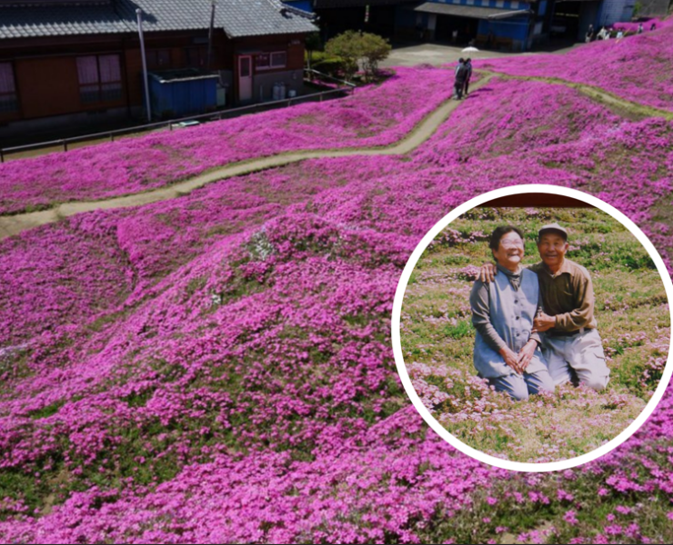 Capture decran 2026 03 06 123113 Il transforme son terrain en plantant des milliers de fleurs pour faire sourire sa femme devenue aveugle