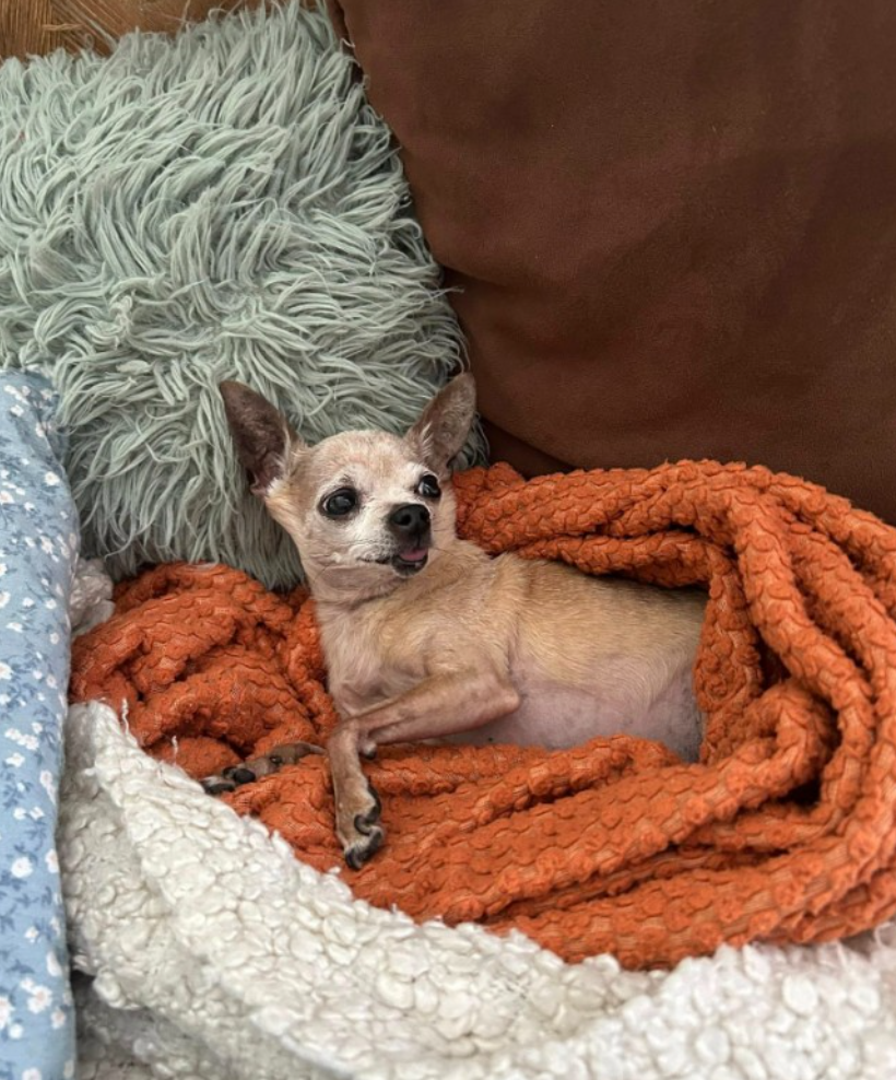 Capture decran 2026 03 09 122452 Moment tr&egrave;s difficile pour R&eacute;al Boss&eacute; et sa conjointe : une perte bouleversante