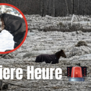 Capture le 2026 03 11 a 08.49.14 Sept chevaux coinc&eacute;s dans une rivi&egrave;re glac&eacute;e : un sauvetage par les autorit&eacute;s dure plus de 24 heures &agrave;
