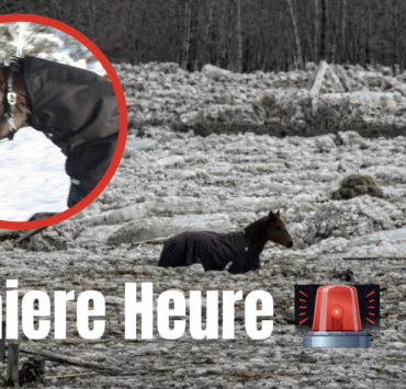 Capture le 2026 03 11 a 08.49.14 Sept chevaux coinc&eacute;s dans une rivi&egrave;re glac&eacute;e : un sauvetage par les autorit&eacute;s dure plus de 24 heures &agrave;