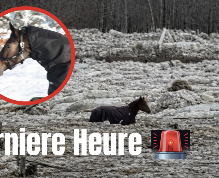 Capture le 2026 03 11 a 08.49.14 Sept chevaux coinc&eacute;s dans une rivi&egrave;re glac&eacute;e : un sauvetage par les autorit&eacute;s dure plus de 24 heures &agrave;