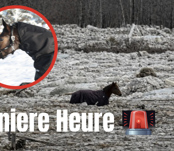 Capture le 2026 03 11 a 08.49.14 Sept chevaux coinc&eacute;s dans une rivi&egrave;re glac&eacute;e : un sauvetage par les autorit&eacute;s dure plus de 24 heures &agrave;
