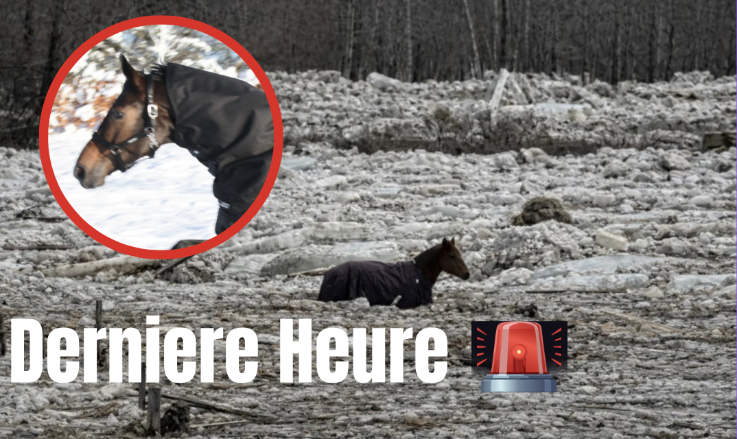 Capture le 2026 03 11 a 08.49.14 Sept chevaux coinc&eacute;s dans une rivi&egrave;re glac&eacute;e : un sauvetage par les autorit&eacute;s dure plus de 24 heures &agrave;