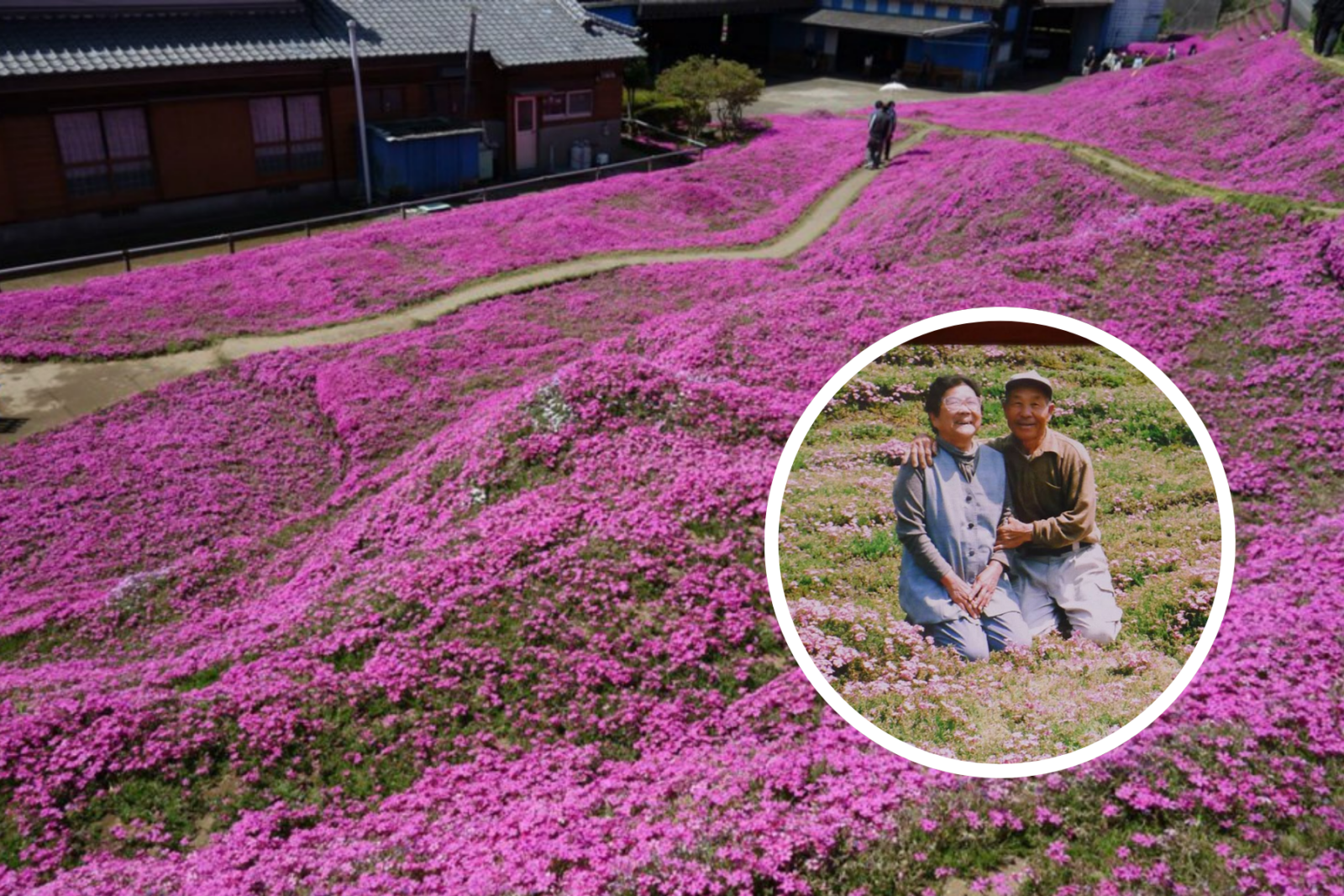 Il transforme son terrain en plantant des milliers de fleurs pour faire sourire sa femme devenue aveugle 1 Il transforme son terrain en plantant des milliers de fleurs pour faire sourire sa femme devenue aveugle Copie de Copie de Copie de Attendez dentendre ce quelle a dit… 2 Il transforme son terrain en plantant des milliers de fleurs pour faire sourire sa femme devenue aveugle