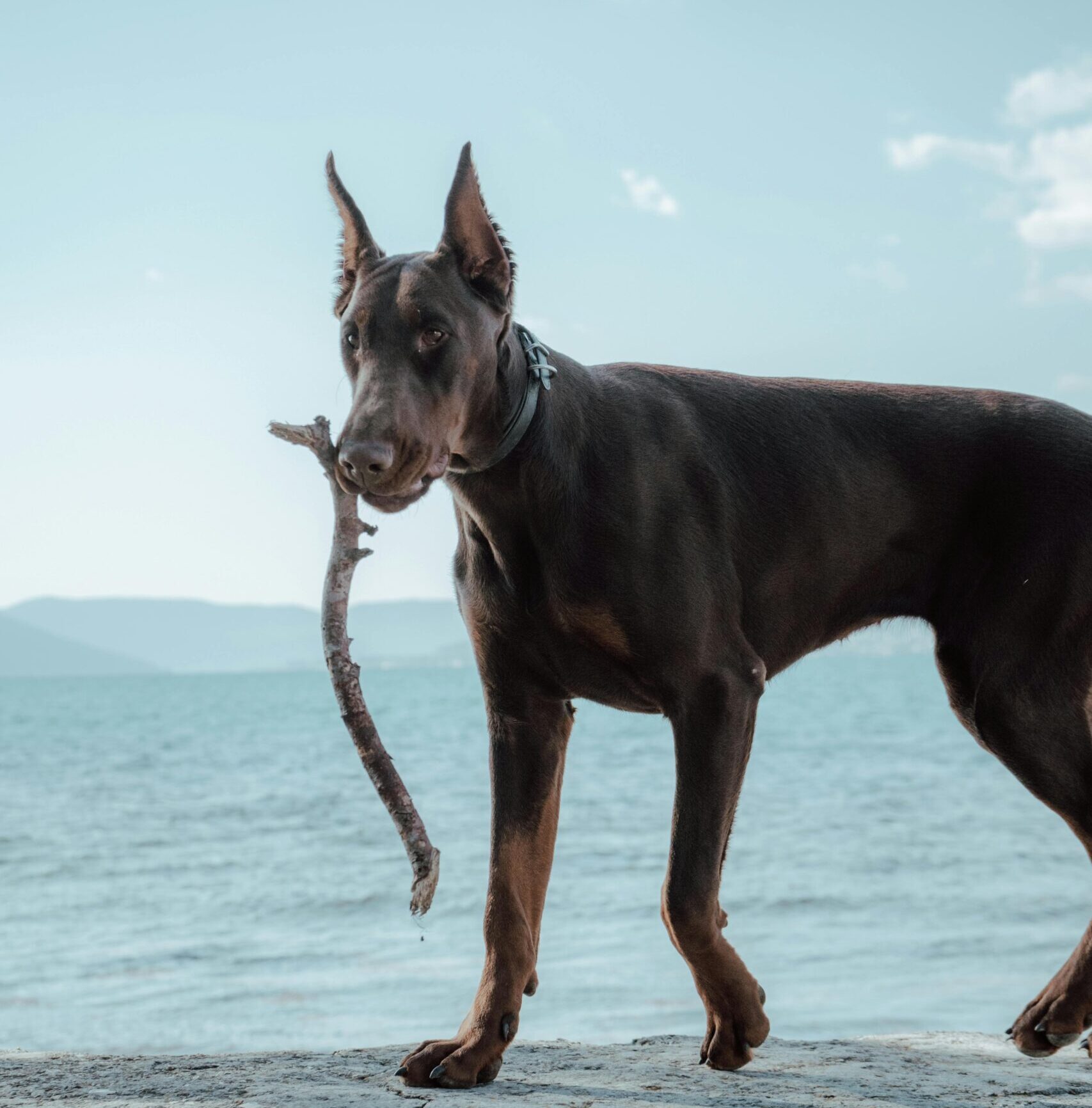 pexels bynikolavu 11497219 scaled e1772745934183 Votre signe astrologique r&eacute;v&egrave;le quel chien vous correspond le mieux