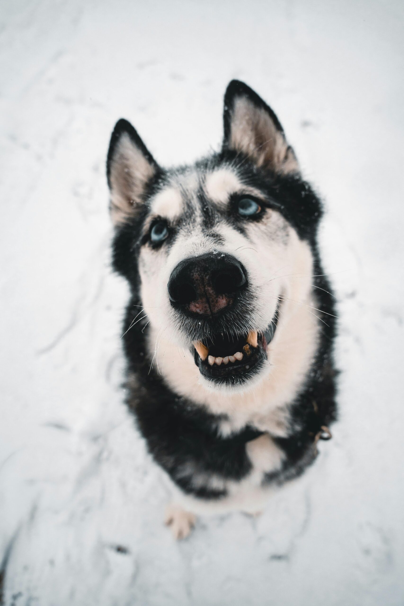 pexels chrissykrueger 35537111 scaled Votre signe astrologique r&eacute;v&egrave;le quel chien vous correspond le mieux