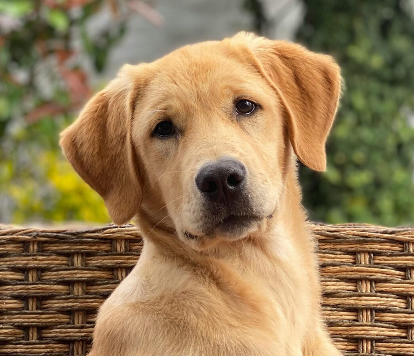 pexels luish523 5578964 scaled e1772745825581 Votre signe astrologique r&eacute;v&egrave;le quel chien vous correspond le mieux