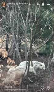Capture decran 2026 04 23 134626 En pleine nature pour ses 50 ans : Sophie Gr&eacute;goire partage des clich&eacute;s intimes