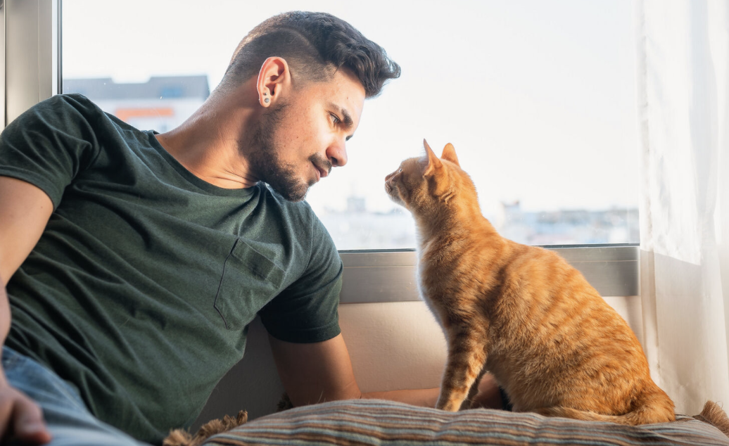 Pourquoi le regard de votre chat vers la fenêtre n'est pas forcément un appel au secours, mais plutôt une forme de télévision naturelle. 1 Pourquoi le regard de votre chat vers la fenêtre n'est pas forcément un appel au secours, mais plutôt une forme de télévision naturelle. Capture le 2026 04 13 a 07.38.37 Pourquoi le regard de votre chat vers la fenêtre n'est pas forcément un appel au secours, mais plutôt une forme de télévision naturelle.