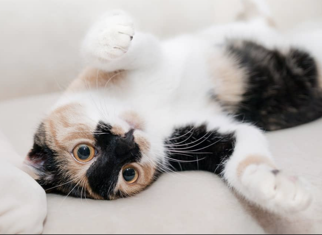 Pourquoi le regard de votre chat vers la fenêtre n'est pas forcément un appel au secours, mais plutôt une forme de télévision naturelle. 2 Pourquoi le regard de votre chat vers la fenêtre n'est pas forcément un appel au secours, mais plutôt une forme de télévision naturelle. Capture le 2026 04 13 a 07.41.25 Pourquoi le regard de votre chat vers la fenêtre n'est pas forcément un appel au secours, mais plutôt une forme de télévision naturelle.