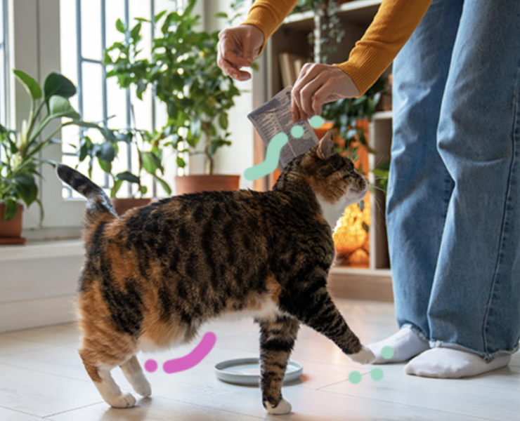 Capture le 2026 04 30 a 11.17.25 Cette peau qui pend sous le ventre de votre chat n&rsquo;est pas ce que vous croyez