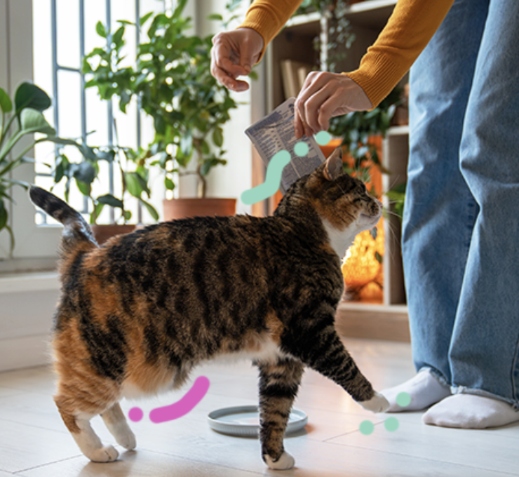 Capture le 2026 04 30 a 11.17.25 Cette peau qui pend sous le ventre de votre chat n&rsquo;est pas ce que vous croyez