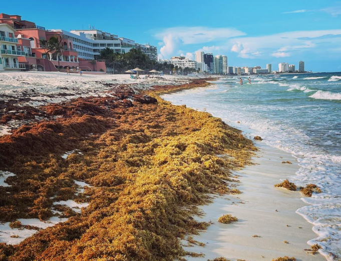 Capture decran 2026 05 05 100416 Playa del Carmen : plages interdites, attention avant d&rsquo;y aller (on vous explique)