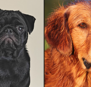 Découvrez si votre chien est parmi les plus affectueux au monde 2 Découvrez si votre chien est parmi les plus affectueux au monde Capture decran 2026 05 13 085915 Découvrez si votre chien est parmi les plus affectueux au monde