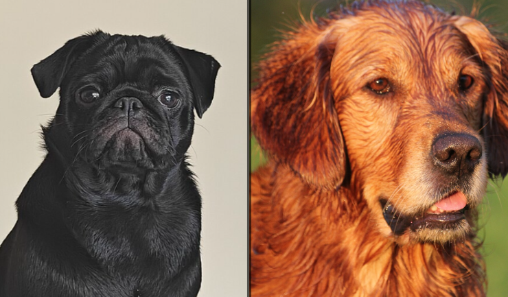 Capture decran 2026 05 13 085915 D&eacute;couvrez si votre chien est parmi les plus affectueux au monde